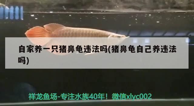 豬鼻龜帶證：養殖豬鼻龜的注意事項