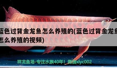 藍色過背金龍魚怎么養殖的(藍色過背金龍魚怎么養殖的視頻)