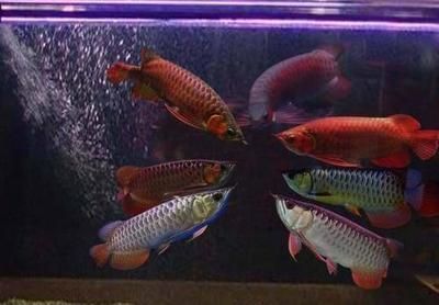 龍魚(yú)一根燈管如何擺放的，龍魚(yú)燈管擺放方法