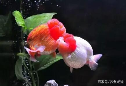 貔貅什么顏色最吉利？揭秘招財神獸的色彩風水學，貔貅顏色風水大揭秘，哪種顏色最招財旺運？
