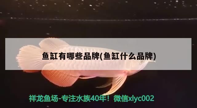 魚缸有哪些品牌(魚缸什么品牌)