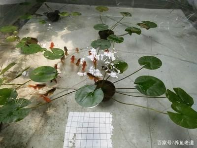 貔貅擺放風(fēng)水指南，哪個(gè)位置最旺財(cái)招運(yùn)？貔貅最佳擺放位置，旺財(cái)招運(yùn)風(fēng)水全解析