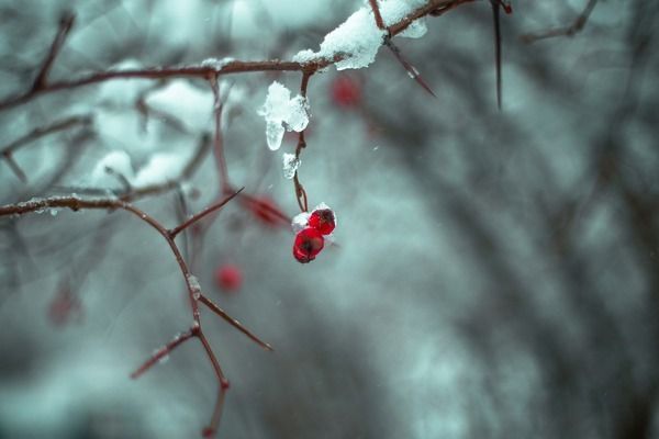 貔貅的克星第一名，揭秘貔貅最怕的事物與破解之道，貔貅最忌憚的克星與破解秘法全揭露