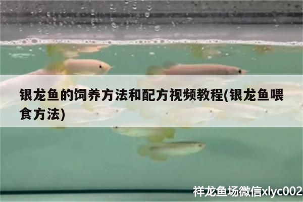 銀龍魚的飼養方法和配方視頻教程(銀龍魚喂食方法)