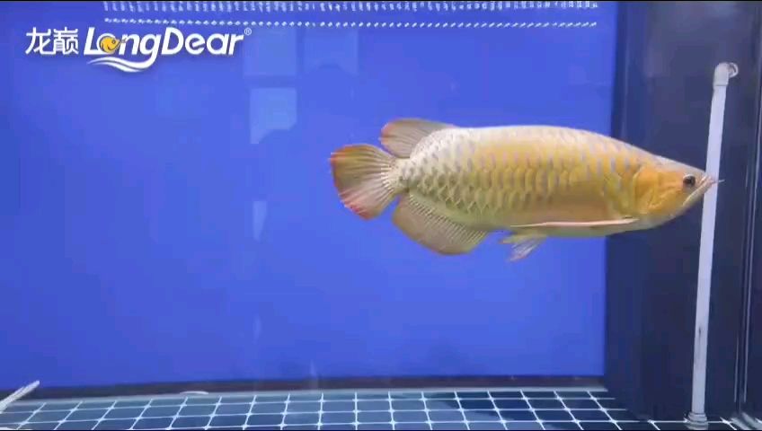 轉發593