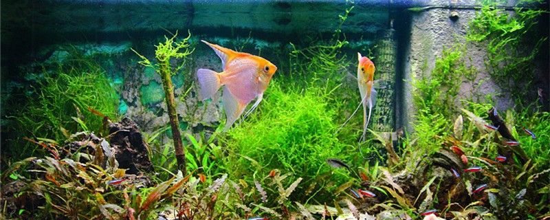 魚缸多長時間加一次鹽每次換水需要放鹽嗎
