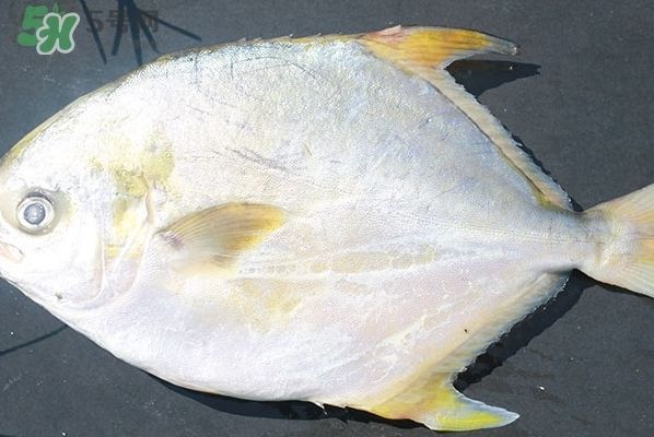 朋友送的魚缸可以收嗎？一份關于禮物接受與養魚責任的思考，朋友送的魚缸該不該收？探討禮物背后的責任與承諾