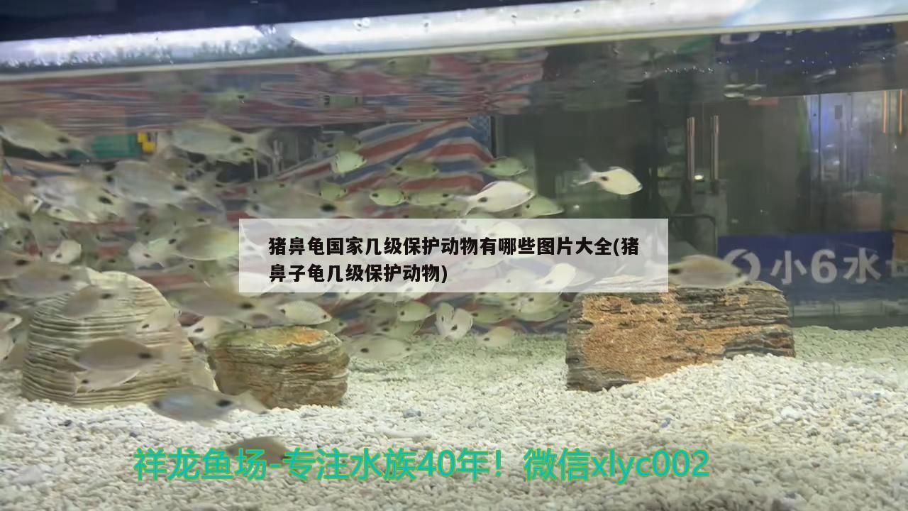 豬鼻龜國家幾級保護動物有哪些圖片大全(豬鼻子龜幾級保護動物)