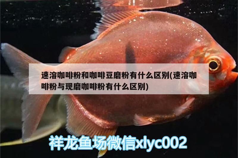 速溶咖啡粉和咖啡豆磨粉有什么區別(速溶咖啡粉與現磨咖啡粉有什么區別) 速溶咖啡粉和咖啡豆磨粉有什么區別(速溶咖啡粉與現磨咖啡粉有什么區別) 馬來西亞咖啡