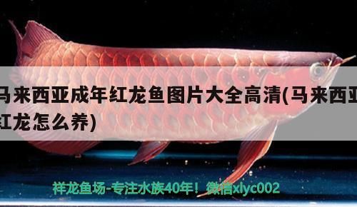 馬來(lái)西亞成年紅龍魚圖片大全高清(馬來(lái)西亞紅龍?jiān)趺答B(yǎng))