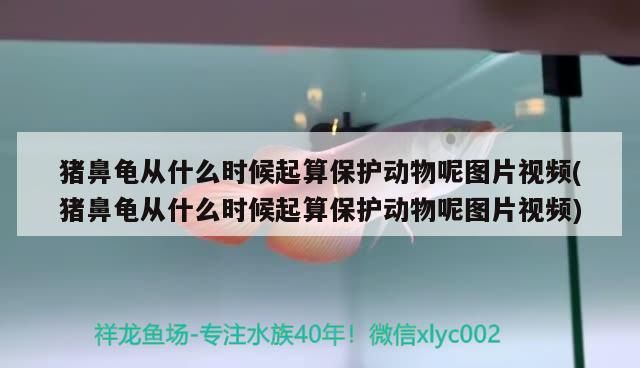 豬鼻龜從什么時候起算保護動物呢圖片視頻(豬鼻龜從什么時候起算保護動物呢圖片視頻)