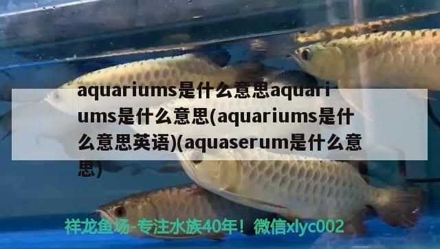 紅龍魚品牌等級排名圖片及價格介紹圖(頂級紅龍魚品牌) 紅龍魚品牌等級排名圖片及價格介紹圖(頂級紅龍魚品牌) 觀賞魚百科