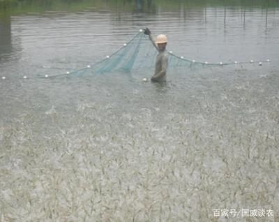 鳑鲏魚為什么養(yǎng)不活？探究其養(yǎng)殖難點(diǎn)與解決方案，鳑鲏魚難養(yǎng)原因解析及有效解決對策