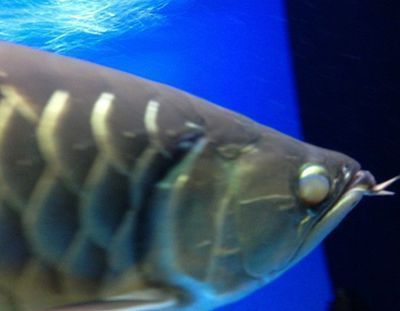 血紅龍魚多少錢一斤：血紅龍魚多少錢一斤血紅龍魚價格在200-1500元