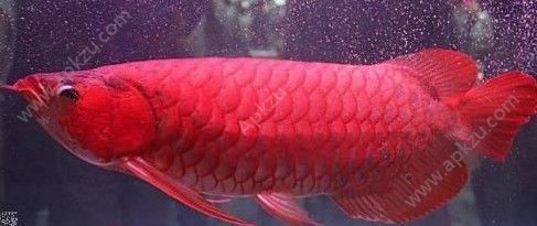血紅龍魚多少錢一斤：血紅龍魚多少錢一斤血紅龍魚價格在200-1500元