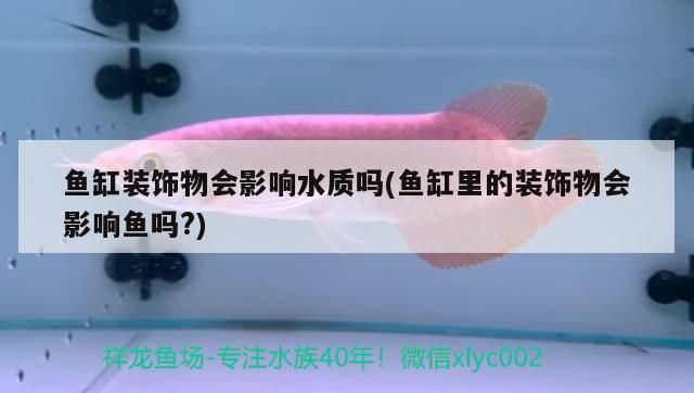 魚缸裝飾物會影響水質嗎(魚缸里的裝飾物會影響魚嗎?)