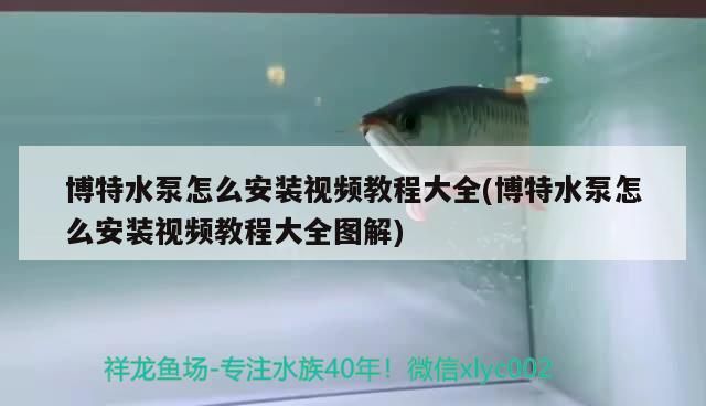 博特水泵怎么安裝視頻教程大全(博特水泵怎么安裝視頻教程大全圖解) 博特水泵怎么安裝視頻教程大全(博特水泵怎么安裝視頻教程大全圖解) 博特水族