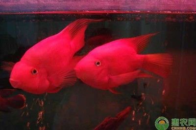 紅色的觀賞魚魚有哪些品種好養(yǎng)（紅色的觀賞魚品種有哪些）