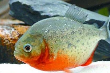 虎魚吃魚卡住了：虎魚吃魚卡住了怎么辦