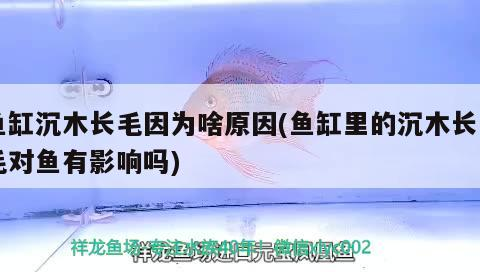 魚缸沉木長毛因為啥原因(魚缸里的沉木長白毛對魚有影響嗎)