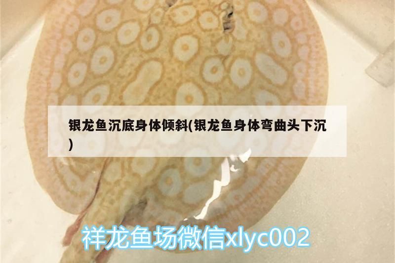 銀龍魚沉底身體傾斜(銀龍魚身體彎曲頭下沉)