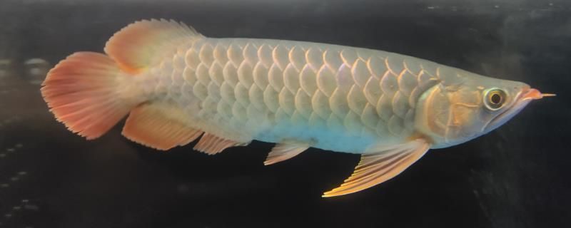 龍魚吃多少就飽了vs祥龍魚場：龍魚吃多少就飽了