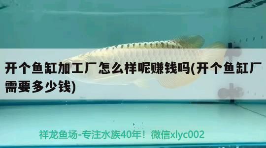 開(kāi)個(gè)魚(yú)缸加工廠(chǎng)怎么樣呢賺錢(qián)嗎(開(kāi)個(gè)魚(yú)缸廠(chǎng)需要多少錢(qián))