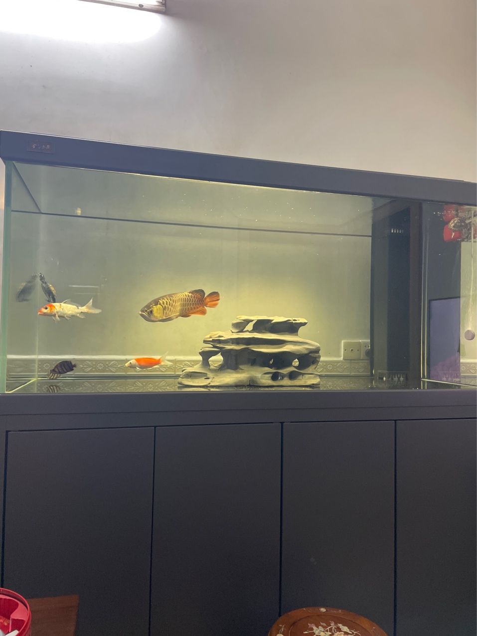 剛弄好 剛弄好 龍魚論壇 第2張