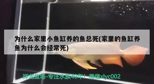 為什么家里小魚缸養的魚總死(家里的魚缸養魚為什么會經常死)