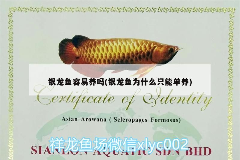 銀龍魚容易養嗎(銀龍魚為什么只能單養) 銀龍魚容易養嗎(銀龍魚為什么只能單養) 銀龍魚百科