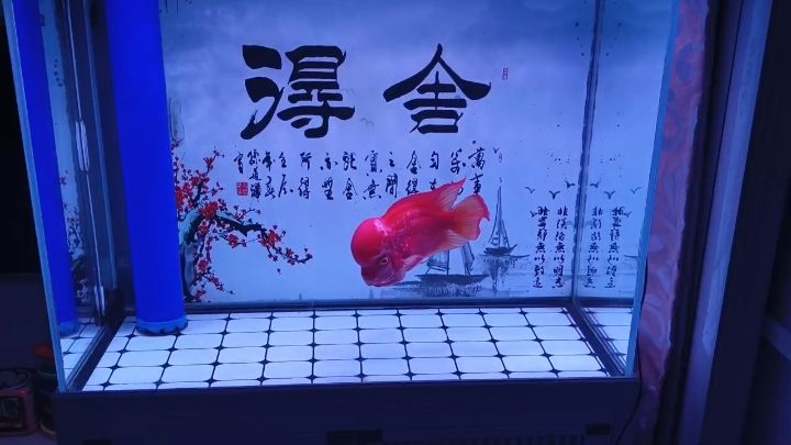 四年了，古典鳳凰。 四年了，古典鳳凰。 龍魚論壇