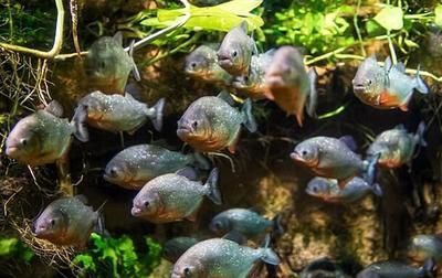 虎魚原生態(tài)環(huán)境是什么樣子：泰國虎魚是一種常見的觀賞魚