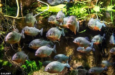 虎魚原生態(tài)環(huán)境是什么樣子：泰國虎魚是一種常見的觀賞魚
