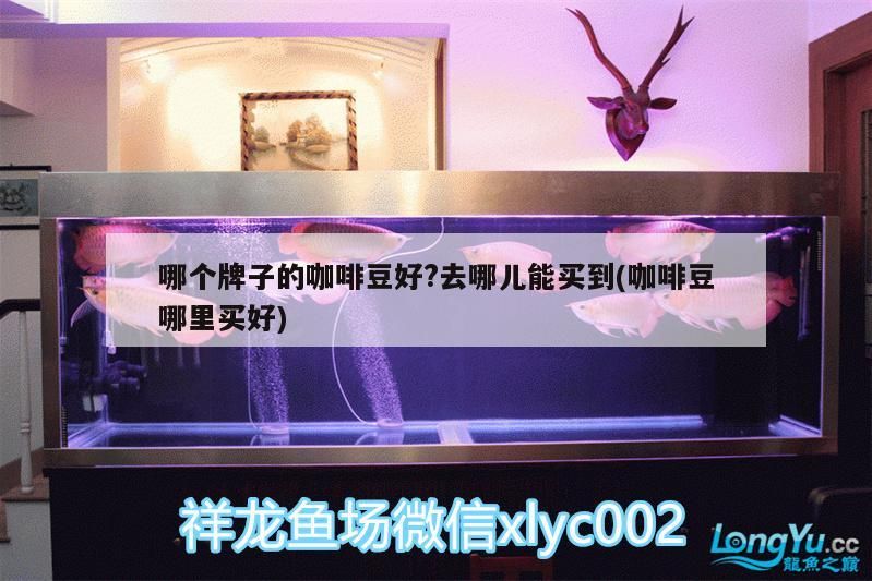 國內金龍魚最大批發市場在哪里?,國內最大“金龍魚”批發市場需從兩個維度理解 龍魚百科 第1張 國內金龍魚最大批發市場在哪里?,國內最大“金龍魚”批發市場需從兩個維度理解 國內金龍魚最大批發市場在哪里?,國內最大“金龍魚”批發市場需從兩個維度理解 龍魚百科 第1張