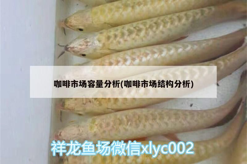咖啡市場容量分析(咖啡市場結構分析)