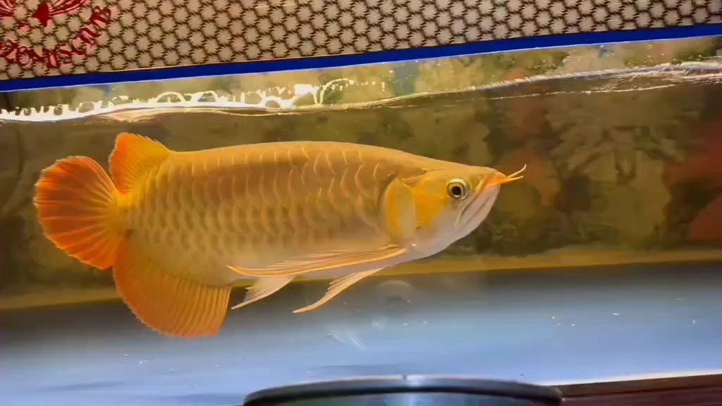 40CM極品紅龍推薦，期待有緣人。