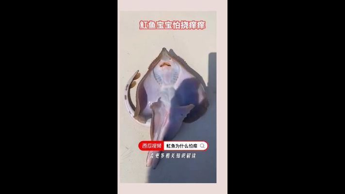 魟魚為啥怕癢：為什么[需手動填充]魚怕癢？ 魟魚為啥怕癢：為什么[需手動填充]魚怕癢？ 魟魚百科 第1張