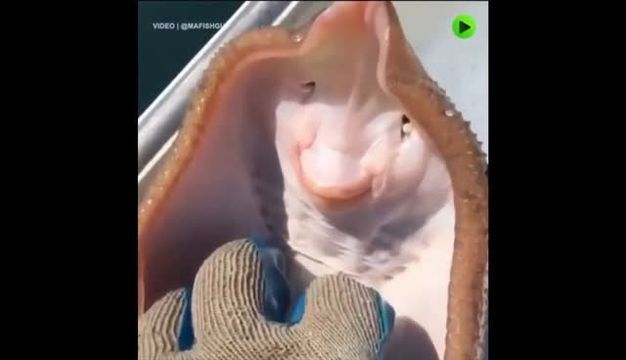魟魚為啥怕癢：為什么[需手動填充]魚怕癢？ 魟魚為啥怕癢：為什么[需手動填充]魚怕癢？ 魟魚百科 第3張
