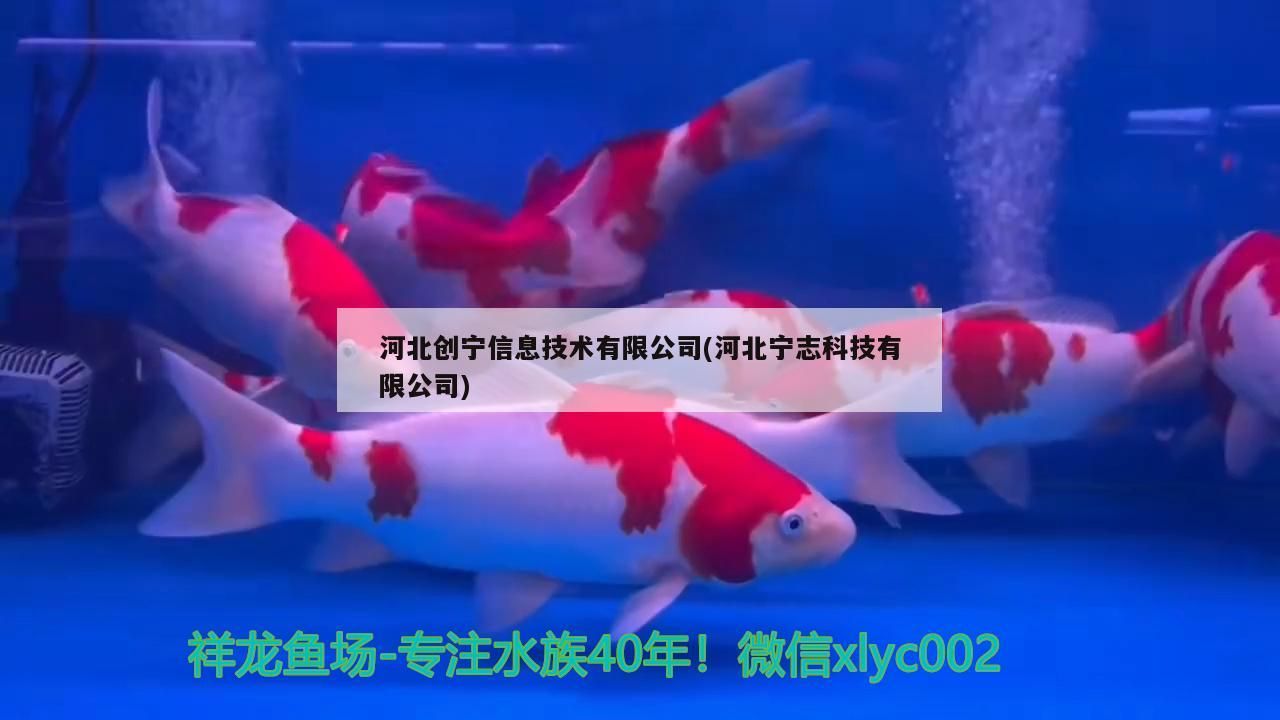 河北創寧信息技術有限公司(河北寧志科技有限公司)