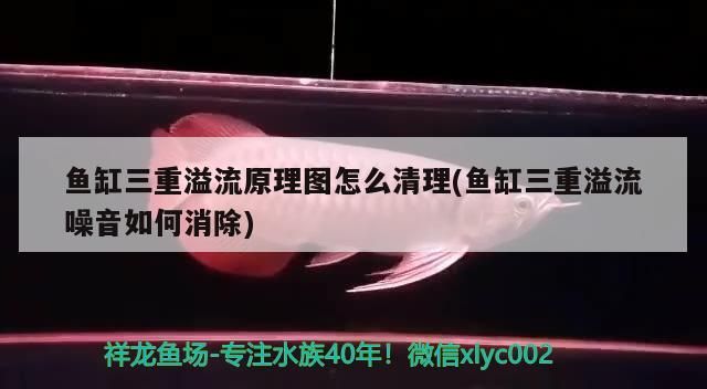 魚缸三重溢流原理圖怎么清理(魚缸三重溢流噪音如何消除)