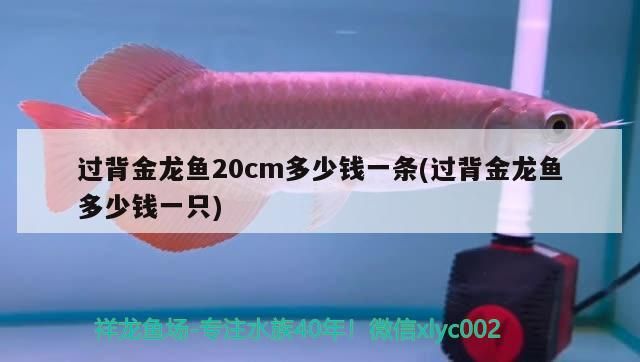 過背金龍魚20cm多少錢一條(過背金龍魚多少錢一只)