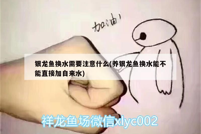 銀龍魚換水需要注意什么(養銀龍魚換水能不能直接加自來水)