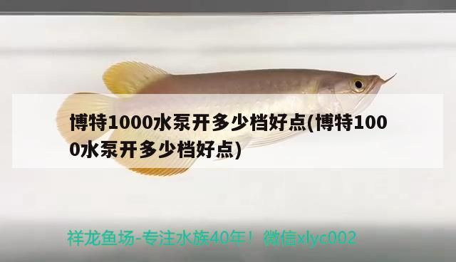 博特1000水泵開多少檔好點(博特1000水泵開多少檔好點)