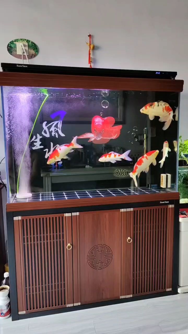 分享錦鯉之美 分享錦鯉之美 龍魚論壇