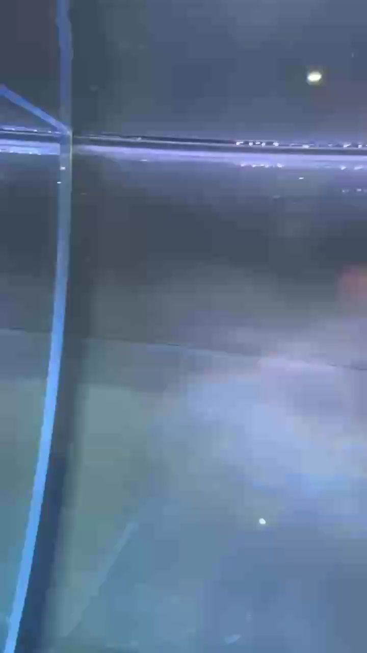 龍魚 求救 這是線蟲還是箭蟲??? 龍魚論壇 求救 這是線蟲還是箭蟲??? 求救 這是線蟲還是箭蟲??? 龍魚論壇