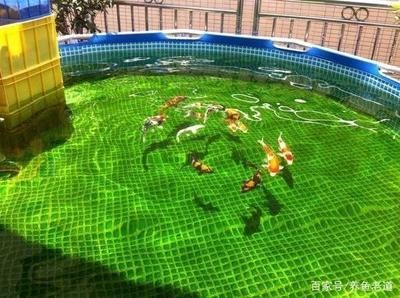 戶外觀賞魚池如何預(yù)防青苔生長（如何預(yù)防魚池青苔生長）