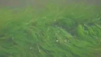 戶外觀賞魚池如何預(yù)防青苔生長（如何預(yù)防魚池青苔生長）