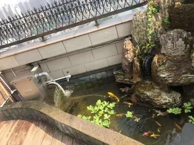 戶外觀賞魚池如何預(yù)防青苔生長（如何預(yù)防魚池青苔生長）