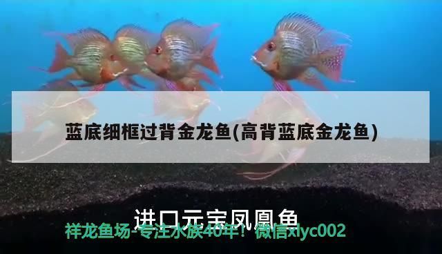 藍底細框過背金龍魚(高背藍底金龍魚)