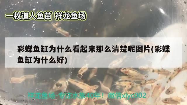 彩蝶魚缸為什么看起來(lái)那么清楚呢圖片(彩蝶魚缸為什么好)